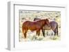 Colorado, Sand Wash Basin. Close-Up of Wild Horses-Jaynes Gallery-Framed Photographic Print