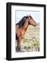 Colorado, Sand Wash Basin. Profile of Wild Stallion-Jaynes Gallery-Framed Photographic Print