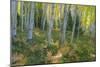 Colorado. Scenic of Aspen Forest-Jaynes Gallery-Mounted Photographic Print