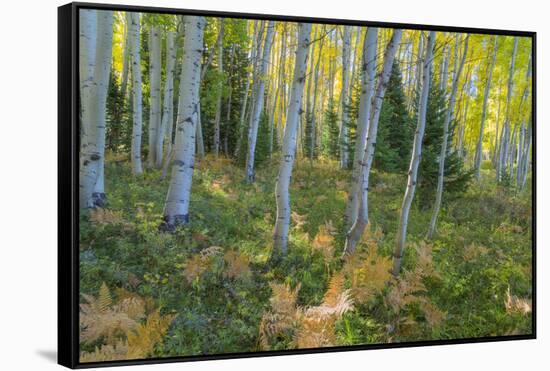 Colorado. Scenic of Aspen Forest-Jaynes Gallery-Framed Stretched Canvas