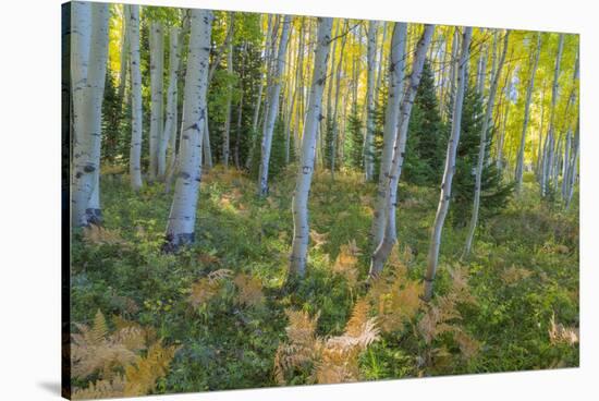 Colorado. Scenic of Aspen Forest-Jaynes Gallery-Stretched Canvas