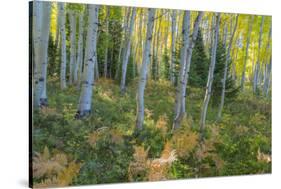 Colorado. Scenic of Aspen Forest-Jaynes Gallery-Stretched Canvas