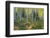 Colorado. Scenic of Aspen Forest-Jaynes Gallery-Framed Photographic Print