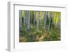 Colorado. Scenic of Aspen Forest-Jaynes Gallery-Framed Photographic Print