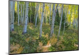 Colorado. Scenic of Aspen Forest-Jaynes Gallery-Mounted Photographic Print