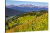 Colorado, Shrine Pass, Vail. Wildflowers on Mountain Landscape-Jaynes Gallery-Stretched Canvas