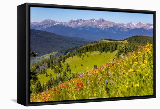 Colorado, Shrine Pass, Vail. Wildflowers on Mountain Landscape-Jaynes Gallery-Framed Stretched Canvas