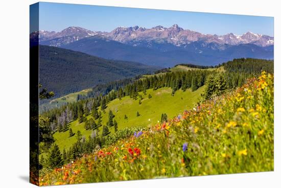 Colorado, Shrine Pass, Vail. Wildflowers on Mountain Landscape-Jaynes Gallery-Stretched Canvas