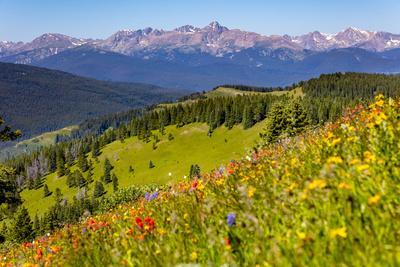 https://imgc.allpostersimages.com/img/posters/colorado-shrine-pass-vail-wildflowers-on-mountain-landscape_u-L-Q13ASRF0.jpg?artPerspective=n