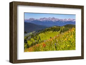 Colorado, Shrine Pass, Vail. Wildflowers on Mountain Landscape-Jaynes Gallery-Framed Photographic Print