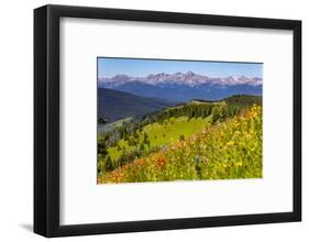 Colorado, Shrine Pass, Vail. Wildflowers on Mountain Landscape-Jaynes Gallery-Framed Photographic Print