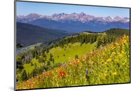 Colorado, Shrine Pass, Vail. Wildflowers on Mountain Landscape-Jaynes Gallery-Mounted Photographic Print