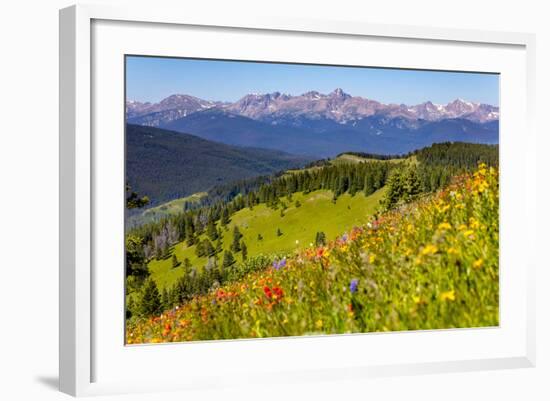 Colorado, Shrine Pass, Vail. Wildflowers on Mountain Landscape-Jaynes Gallery-Framed Photographic Print