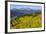 Colorado, Shrine Pass, Vail. Wildflowers on Mountain Landscape-Jaynes Gallery-Framed Photographic Print