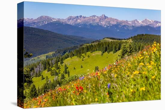 Colorado, Shrine Pass, Vail. Wildflowers on Mountain Landscape-Jaynes Gallery-Stretched Canvas
