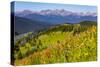 Colorado, Shrine Pass, Vail. Wildflowers on Mountain Landscape-Jaynes Gallery-Stretched Canvas