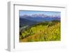 Colorado, Shrine Pass, Vail. Wildflowers on Mountain Landscape-Jaynes Gallery-Framed Premium Photographic Print
