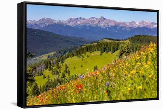 Colorado, Shrine Pass, Vail. Wildflowers on Mountain Landscape-Jaynes Gallery-Framed Stretched Canvas