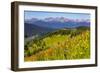 Colorado, Shrine Pass, Vail. Wildflowers on Mountain Landscape-Jaynes Gallery-Framed Photographic Print