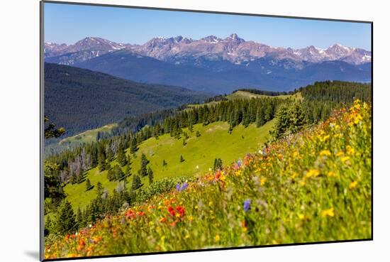 Colorado, Shrine Pass, Vail. Wildflowers on Mountain Landscape-Jaynes Gallery-Mounted Photographic Print
