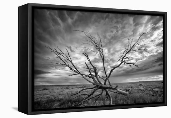 Colorado Storm-Dan Ballard-Framed Stretched Canvas