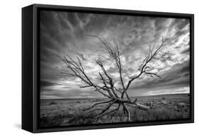 Colorado Storm-Dan Ballard-Framed Stretched Canvas