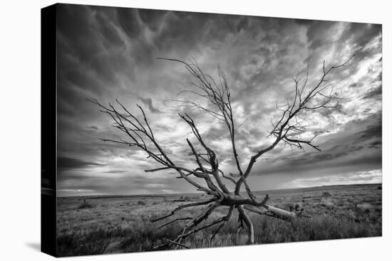 Colorado Storm-Dan Ballard-Stretched Canvas