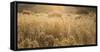 Colorado. Sunlight on Fall Grasses-Jaynes Gallery-Framed Stretched Canvas