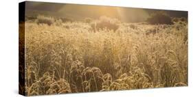 Colorado. Sunlight on Fall Grasses-Jaynes Gallery-Stretched Canvas