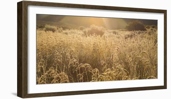 Colorado. Sunlight on Fall Grasses-Jaynes Gallery-Framed Photographic Print