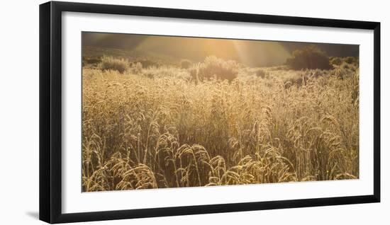 Colorado. Sunlight on Fall Grasses-Jaynes Gallery-Framed Photographic Print