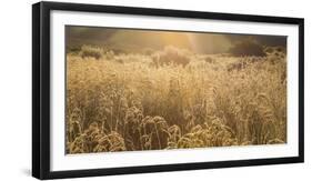 Colorado. Sunlight on Fall Grasses-Jaynes Gallery-Framed Photographic Print