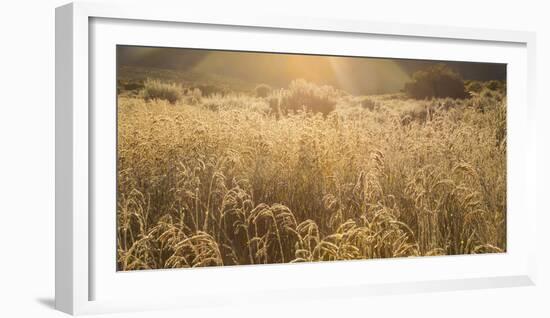 Colorado. Sunlight on Fall Grasses-Jaynes Gallery-Framed Photographic Print