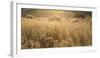Colorado. Sunlight on Fall Grasses-Jaynes Gallery-Framed Photographic Print