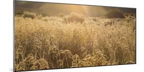 Colorado. Sunlight on Fall Grasses-Jaynes Gallery-Mounted Photographic Print