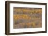 Colorado, Uncompahgre National Forest. Aspen Forest in Autumn-Jaynes Gallery-Framed Photographic Print