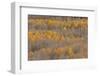 Colorado, Uncompahgre National Forest. Aspen Forest in Autumn-Jaynes Gallery-Framed Photographic Print