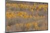 Colorado, Uncompahgre National Forest. Aspen Forest in Autumn-Jaynes Gallery-Mounted Photographic Print