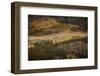 Colorado, Uncompahgre National Forest. Aspen Forest on Owl Creek Pass-Jaynes Gallery-Framed Photographic Print