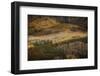 Colorado, Uncompahgre National Forest. Aspen Forest on Owl Creek Pass-Jaynes Gallery-Framed Photographic Print