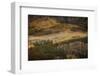 Colorado, Uncompahgre National Forest. Aspen Forest on Owl Creek Pass-Jaynes Gallery-Framed Photographic Print