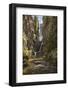 Colorado, Uncompahgre National Forest. Hidden Waterfall and Stream-Jaynes Gallery-Framed Photographic Print