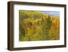 Colorado, Uncompahgre National Forest. Landscape of Forest in Autumn-Jaynes Gallery-Framed Photographic Print