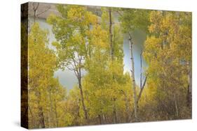 Colorado, Uncompahgre National Forest. Silver Jack Reservoir and Fall Aspens-Jaynes Gallery-Stretched Canvas