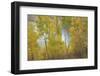 Colorado, Uncompahgre National Forest. Silver Jack Reservoir and Fall Aspens-Jaynes Gallery-Framed Photographic Print