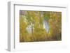 Colorado, Uncompahgre National Forest. Silver Jack Reservoir and Fall Aspens-Jaynes Gallery-Framed Photographic Print