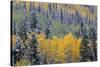 Colorado, Uncompahgre National Forest, Snowfall on Fall Colored Aspen and Spruce-John Barger-Stretched Canvas