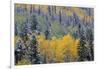 Colorado, Uncompahgre National Forest, Snowfall on Fall Colored Aspen and Spruce-John Barger-Framed Premium Photographic Print