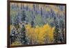 Colorado, Uncompahgre National Forest, Snowfall on Fall Colored Aspen and Spruce-John Barger-Framed Premium Photographic Print