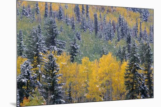 Colorado, Uncompahgre National Forest, Snowfall on Fall Colored Aspen and Spruce-John Barger-Mounted Premium Photographic Print